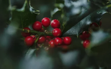 Božikovina: tajanstveno porijeklo čarobne biljke koja simbolizira Božić