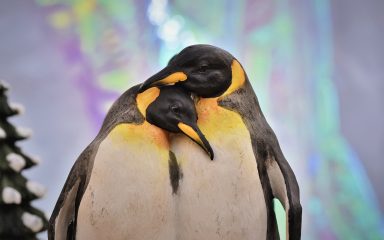 Možda smo pronašli srodnu dušu: pingvini, naime, odjednom zaspu na tisuće puta dnevno