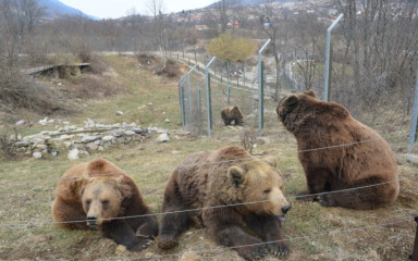 Zimski san u Kuterevu spava jedino najstariji medvjed Bruno, ostali u pokretu