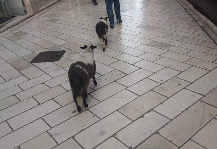 [FOTO] Sjećate se kada su Kalelargom prošetali najneočekivaniji gosti? 'Bili su dobri pa sam ih doveo...'