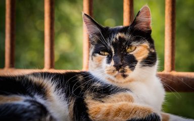 Calico mačka, slatka trobojna mačka o kojoj kolaju razne legende