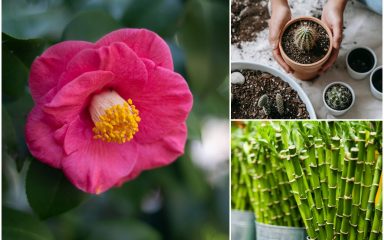 Zanimljivosti iz svijeta botanike: Jeste li znali da postoji preko 300 vrsta perunika?