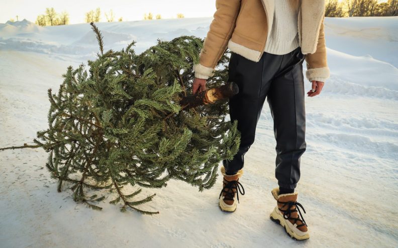 Nemojte bacati božićno drvce! Pretvorite ga u malč za vaše biljke ili u sklonište za životinje