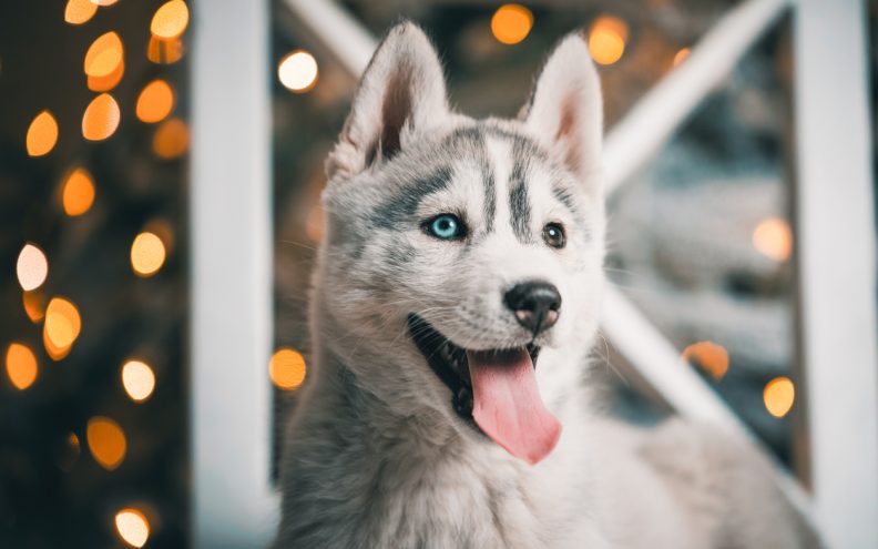 Video: odrasli haski i štenci svako jutro “pjevaju” prije šetnje