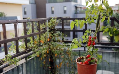 Ovo su najpopularnije vrste rajčica za uzgoj u vrtu i na balkonu
