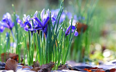 Maslac irisa: jedno od najvrjednijih eteričnih ulja