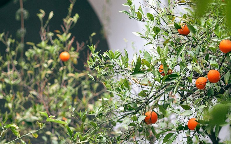 Prilagodljiva ljepotica s juga: mandarine se mogu uspješno uzgojiti čak i na balkonu