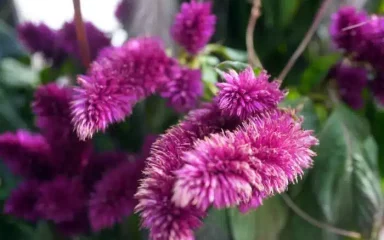 Pijetlova krijesta vrlo je cijenjena zbog svojih posebnih i šarenih cvjetova