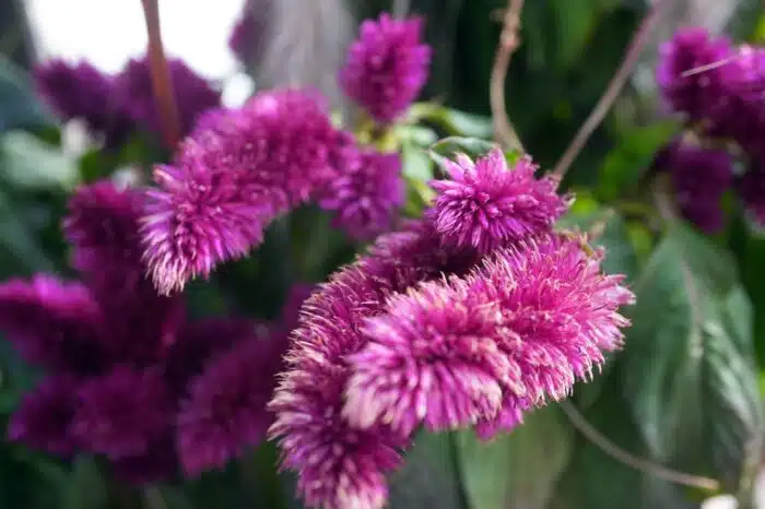 Pijetlova krijesta vrlo je cijenjena zbog svojih posebnih i šarenih cvjetova