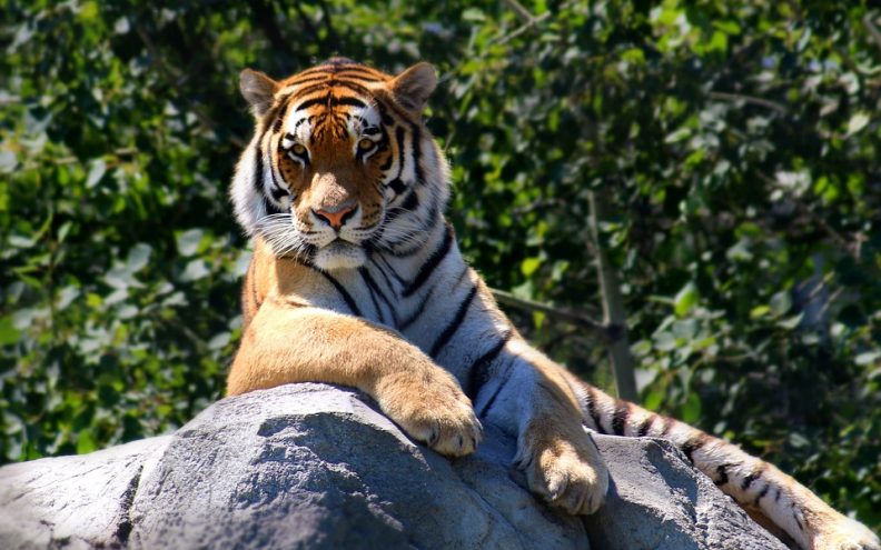 Ako često sanjate tigra, onda trebate znati njegovo fascinantno simboličko značenje