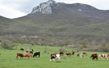U Hrvatskoj prošle godine smanjen ukupan broj goveda, svinja, ovaca, koza i peradi
