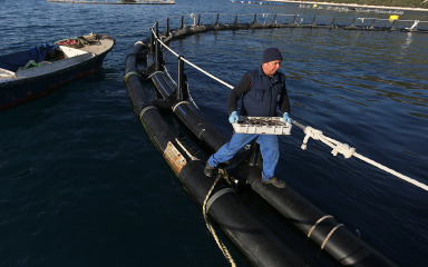 Tvrtka generala Gotovine gradit će uzgajalište tuna kod otoka Lavdare