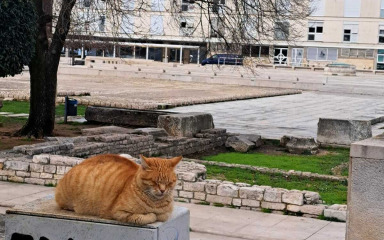 Preslatka maca na Forumu prilegla na posebno mjesto: “Zadranka je sto posto!”