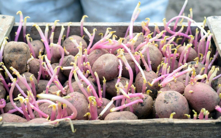 U maloprodaji u Hrvatskoj vlada nestašica sjemenskog krumpira