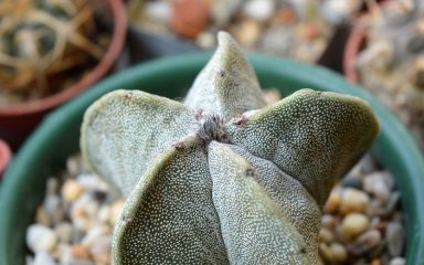 “Biskupova kapa”: Potpuni vodič da ova fascinantna sukulentna biljka napreduje