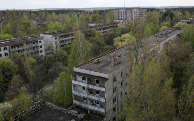 Vukovi u Černobilu razvili imunost na rak?