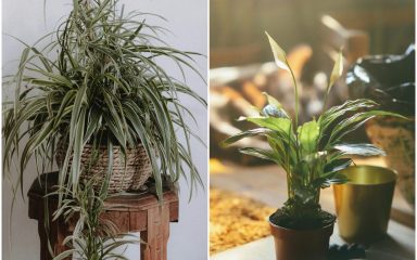 Predivne sobne biljke koje uklanjaju prašinu i alergene iz prostorija