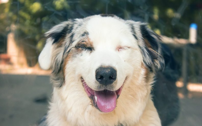 VIDEO Urnebesan izraz psa u trenutku kada mu treba oprati zube, sve je što vam danas treba