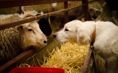 VIDEO Zlatni retriver umislio da je ovca pa se udobno smjestio usred stada