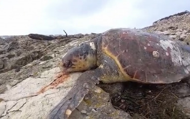 Većina glavatih želvi uginula uslijed zapletanja u ribarske mreže