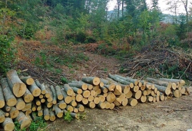 Bizarna krađa na području Kruševa! 64-godišnjak otpilio i ukrao stabla hrasta