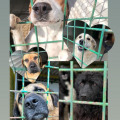 Psi u Skloništu za životinje Privlaka dobivaju posebnu uskršnju poslasticu
