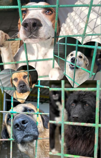 Psi u Skloništu za životinje Privlaka dobivaju posebnu uskršnju poslasticu