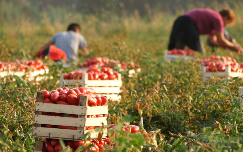 Zemlje EU-a najviše proizvode rajčicu, luk i mrkvu