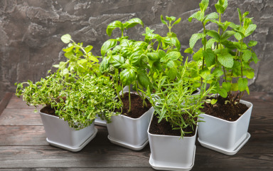 Transformirajte balkonski prostor prikladnim biljkama