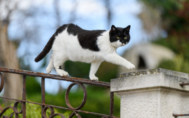 Stiže obvezno čipiranje mačaka? EU parlament želi novi zakon