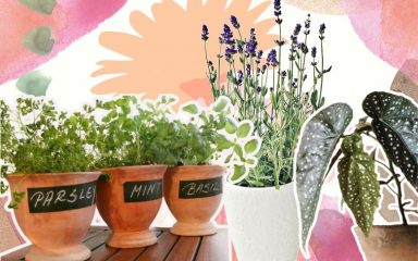 Transformirajte svoj balkon s biljkama koje ne zahtijevaju mnogo održavanja
