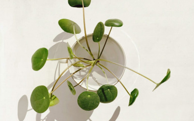 Probajte uzgojiti biljku novca u staklenoj čaši ili boci, jako je jednostavno