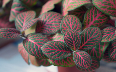 Fitonija, mozaična biljka koju je vrlo lako uzgajati kod kuće