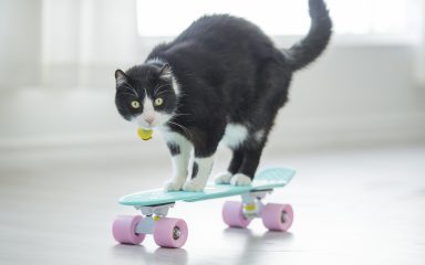 VIDEO Ovo je sve. Mačka koja vozi skateboard postala je viralni hit