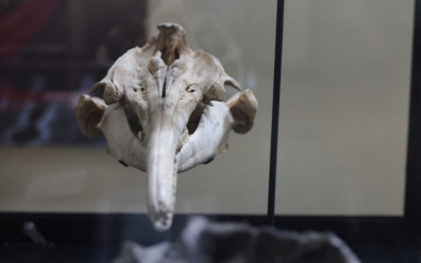 U Peruu pronađen fosil riječnog delfina star 16 milijuna godina