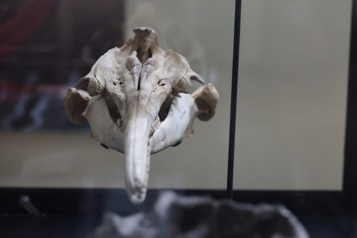 U Peruu pronađen fosil riječnog delfina star 16 milijuna godina
