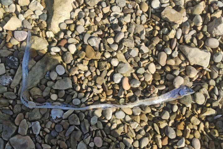 U Jadranu pronađena vrlo rijetka riba - div među ribama