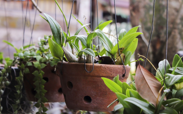Jeste li ikada primijetili da se na tlu vaših sobnih biljaka stvorila plijesan?