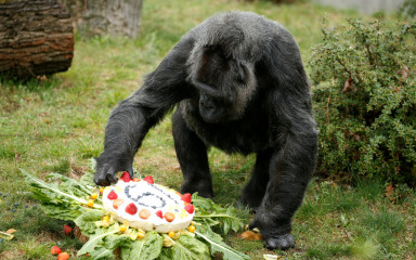 Ovo je Fatou, najstarija poznata gorila na svijetu. Danas slavi svoj 67. rođendan
