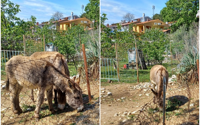BIZARNO Vlasniku mini farme zabranili držanje magaraca