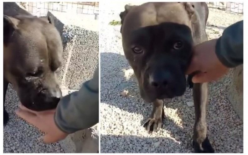 Zadarski azil objavio kako se ponaša jedan od spašenih pasa iz Splita: ‘Sedam dana nije jeo, pio…’