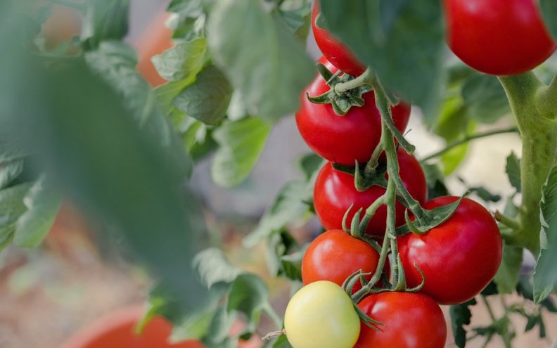 Želite li ove godine u svom vrtu posaditi rajčice, pazite da ne napravite ovu grešku