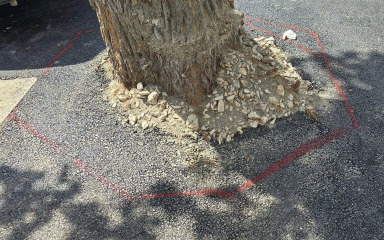 Stabla u Biogradu se uskoro “oslobađa” od asfalta