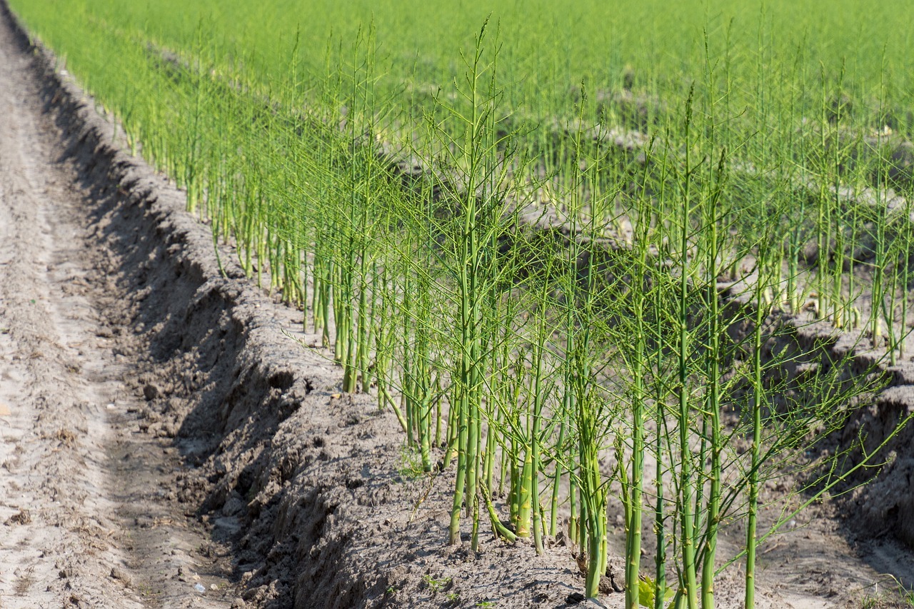 Rahlo Zelene šparoge vole sunčano mjesto, rahlo i plodno tlo - Zadarski list