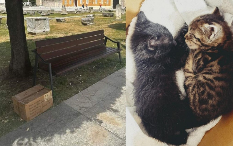 Mačići besramno ostavljeni u kartonskoj kutiji kod Donata