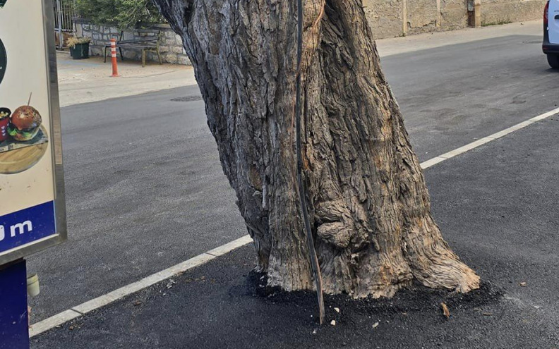 SRAMOTNO Dva stabla u Biogradu 'zarobio' asfalt!