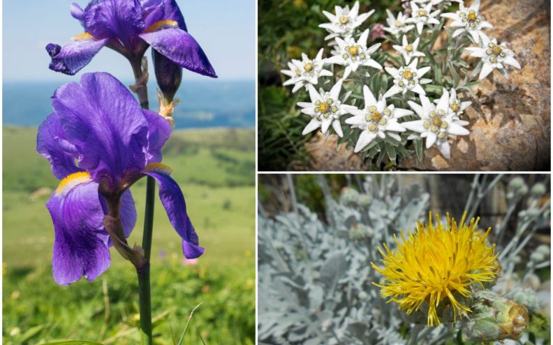 Biljno bogatstvo Lijepe Naše: ovo su zakonom zaštićene i endemske vrste biljaka u Hrvatskoj