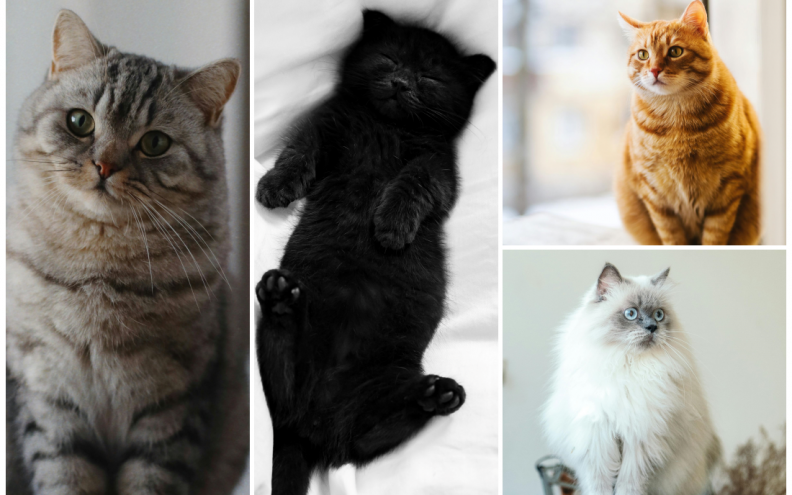 Riđa, bijela, crna ili siva mačka? Odaberite favorita i otkrijte skrivenu stranu svoje osobnosti
