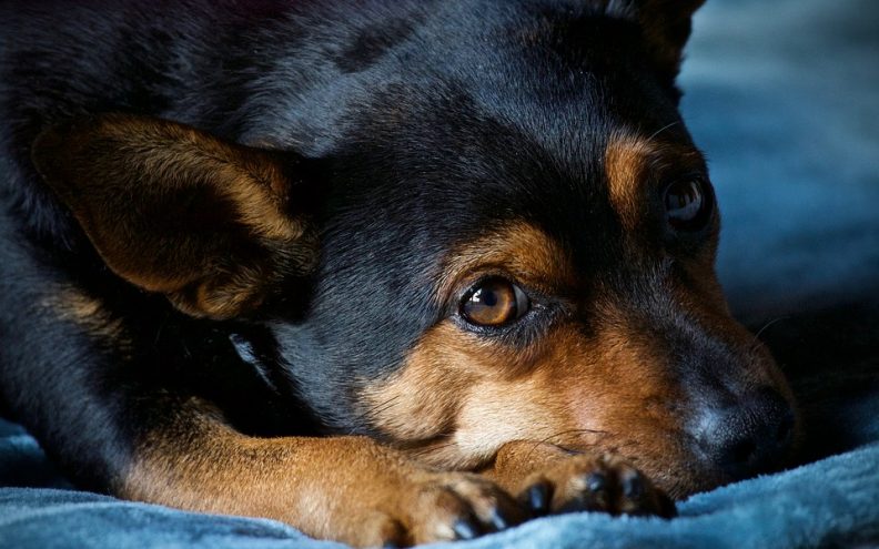 4 razloga zbog kojih vam pas liže i njuška noge