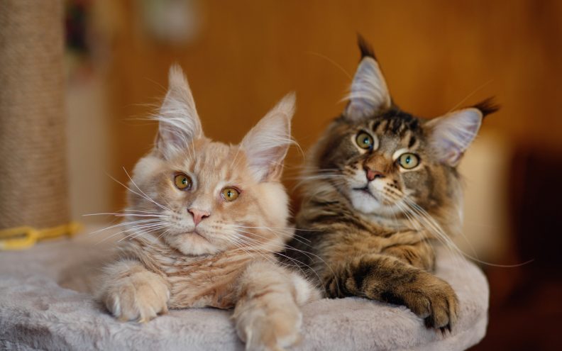Jeste li znali u koliko boja dolaze predivne Maine Coom mačke?